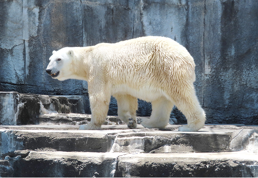 愛媛県立とべ動物園